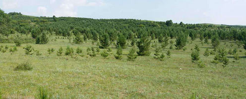 仟億達(dá)集團(tuán)與國(guó)營(yíng)御道口牧場(chǎng)達(dá)成造林碳匯項(xiàng)目合作 仟億達(dá)集團(tuán)與國(guó)營(yíng)御道口牧場(chǎng)達(dá)成造林碳匯項(xiàng)目合作